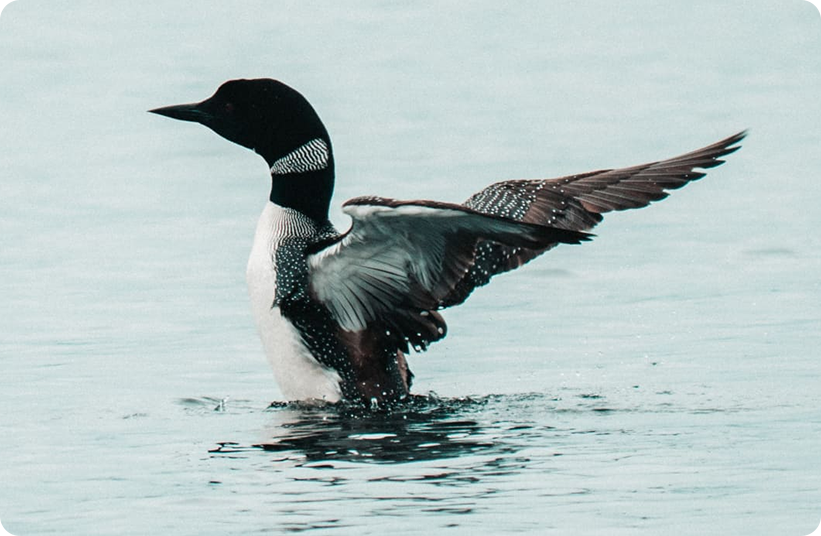 A black-and-white loon stretches its wings while floating on calm water, creating gentle ripples around its body.