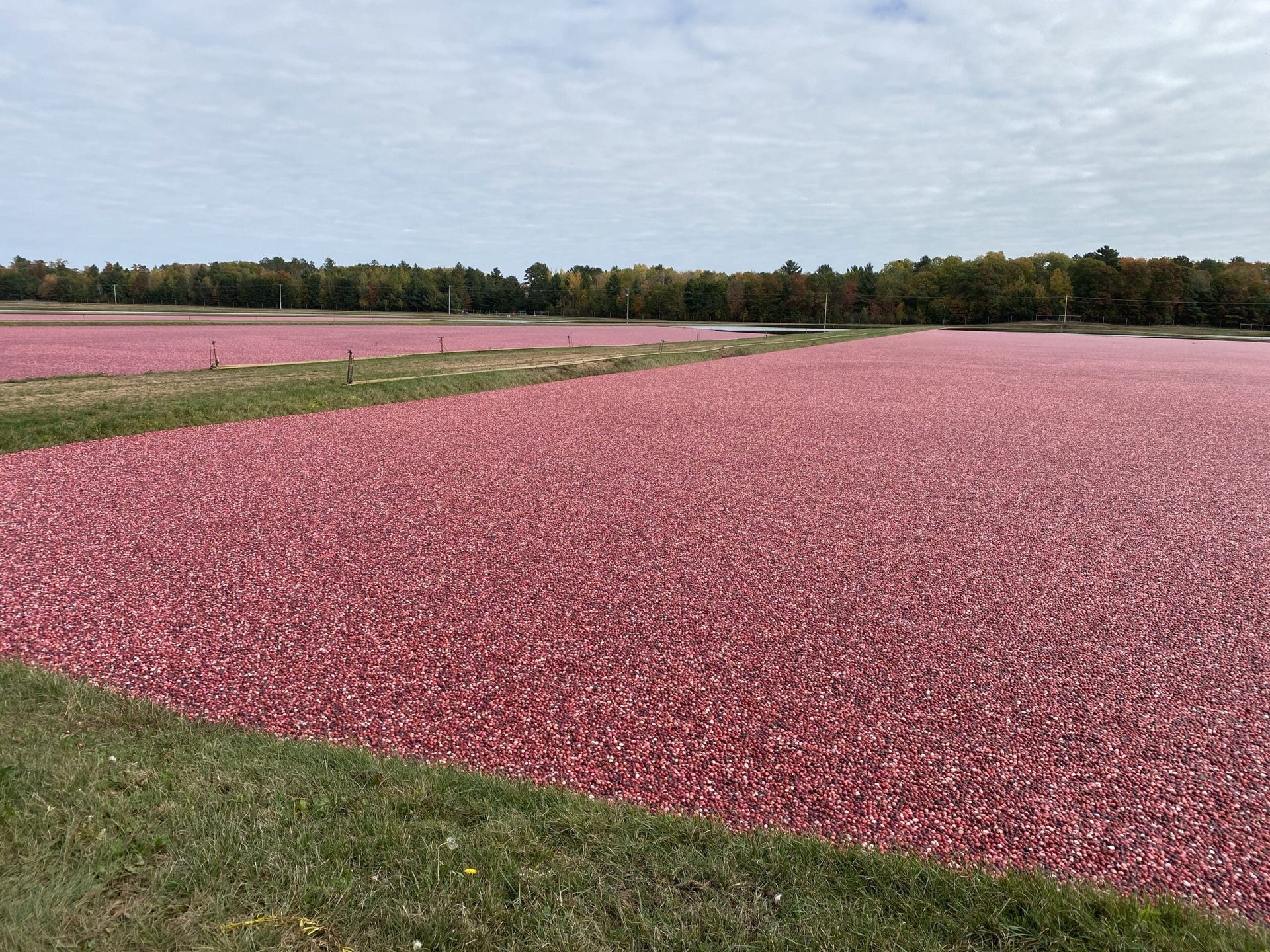 A large cranberry bog filled with floating red cranberries stretches across the landscape under a partly cloudy sky, bordered by trees with early autumn foliage.